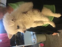 Dişi 1 buçuk aylık pomeranian