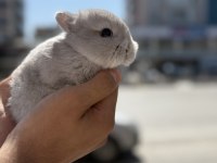 CÜCE BİBLO YAVRULAR İÇİN ARAYINIZ