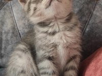 Sevecen scottish fold oğlumuza yuva arıyoruz