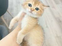 British Golden Erkek