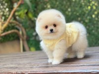 Show Kalite Pomeranian Boo Yavrular