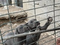 Blue cane corso yavrular