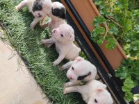Bir o kadar sevimli french bulldog