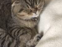 Scottish fold 7 aylık