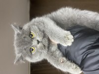 3 aylık güzel bir bebek british shorthair