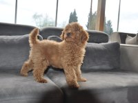 Dişi Redbrown Toy Poodle