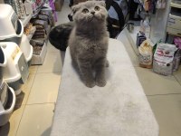 Show Class Scottish Fold Bebekler