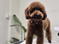 Toy poodle 10 aylık erkek