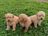 Poodle Ayarında Maltipoo Yavrular