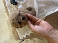 Orjinal Kore maltipoo