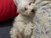 3,5 aylık maltipoo