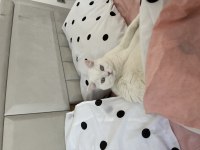 2 yaşında british shorthair ücretsiz sahiplendirilecek