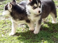 SAFKAN A KALİTE SCR HUSKY YAVRULAR