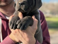 Evinizin yeni üyesi cane corso kapıda ödeme vardır