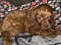2 aylık dişi ve erkek poodle yavrularımız