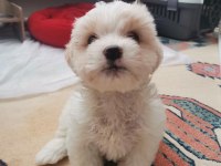 2 Aylık Maltipoo yavru