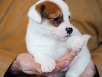 FCI Şecereli Safkan Erkek Jack Russell Terrier