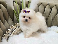 Pomeranian Boo Köpeği
