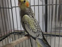 Yavru Veya Yetişkin Sultan Papağanı