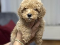 DEV POODLE YAVRULARI