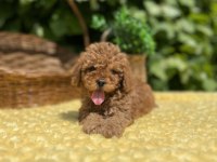 Harika Güzellikte Toy Poodle Yavrular