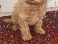 Maltipoo muhteşem renk ve tip