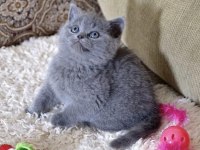 Üst Düzey Brıtısh Shorthair Yavrularım
