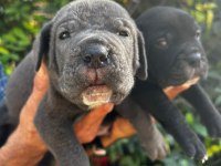 Safkan cane corso yavrular