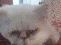 Beyaz İran Kedisi Gaziantep