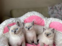 British Shorthair ve Blue Point