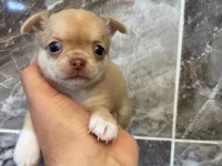 Orjinal elma kafa minyatür şivava köpekler