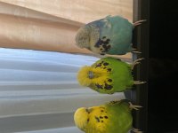 Show jumbo muhabbet kuşları