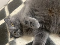 2,5 yaşında dişi british shorthair