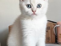 SCRLİ babadan safkan son dişi british shorthair bebek