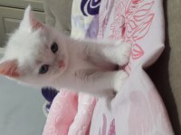 Yavru british longhair kedimiz