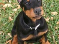 Reklama İhtiyacı Olmayan Doberman Yavrular (Estetikli)