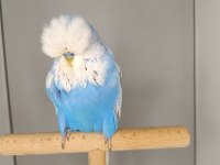 Muhabbet kuşu show jumbo