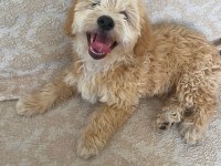3 buçuk aylık erkek son terrier yavrumuz kıvırcık tüylü