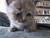 Yavrularımız scottish fold