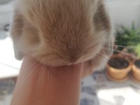 Minilop orijinal ırk