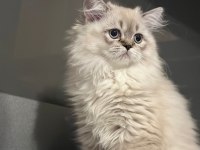 Güzeller güzeli british longhair kızımız ailesini arıyor