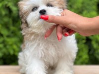 Türkiyenin en güzel morkie yavruları