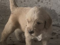 Erkek golden retriever a kalite