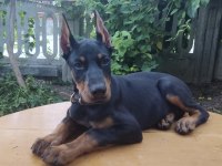 Safkan Doberman Yavrular