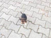 Av köpeği yavru
