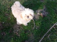 4 aylık shih tzu yavrular
