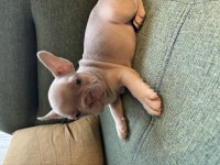 BLUE ERKEK FRENCH BULLDOG YAVRU