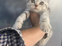 Erkek british shorthair