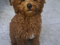 5 aylık maltipoo