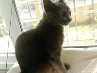 Russian blue cins kedim